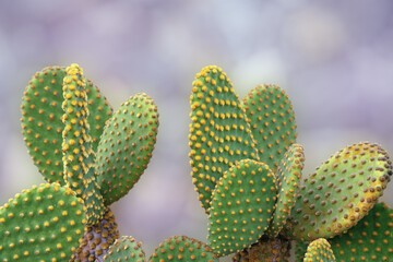 Green flattened leaves of Opuntia microdasys or polka-dot cactus
