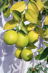 Branch of lemon tree with leaves and fruit on sunny autumn day