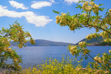 Spring Mediterranean landscape. View of Bay of Kotor near Verige Strait. Montenegro. Branches of Black Locust  trees with beautiful white flowers. Robinia pseudoacacia