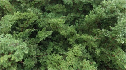 Lush Green Foliage Displaying Various Shades and Textures in a Dense Forest Setting, Ideal for Nature and Environmental Themes