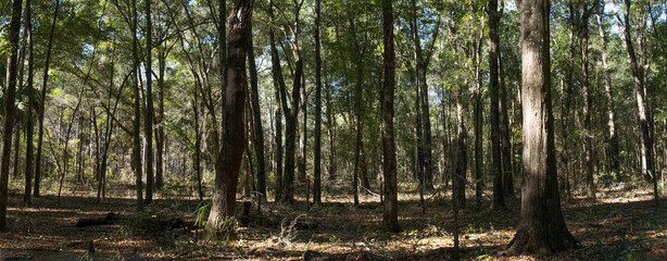 Panoramic picture of Ocala forest in Florida