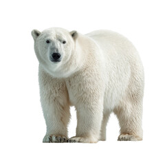 White polar bear standing on transparent background, showcasing thick fur and strong body adapted for Arctic environments. Perfect for wildlife education, climate topics, conservation themes.