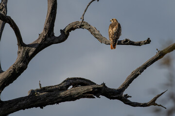 Red-tailed hawk perched in a dead tree.