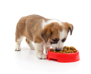 Puppy eating dog food from a plastic tray on white background.