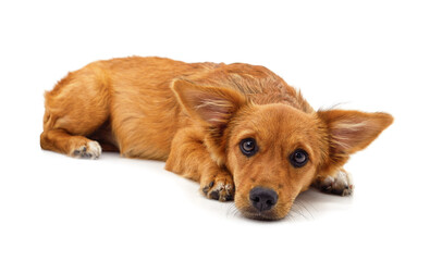 Lying dog looking straight into the camera on a white background.