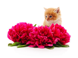 Ginger kitten with bright pink peonies on white background.