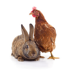 Rabbit and chicken together.