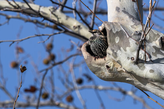 European starling perched in the knothole of a tree.