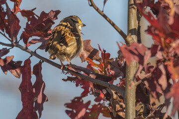 White-throated sparrow perched in a partial shadow on a tree branch with red leaves in fall colors.