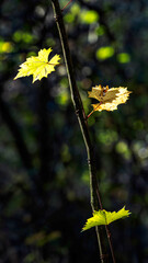 Beautiful green tree leaves in the sunlight