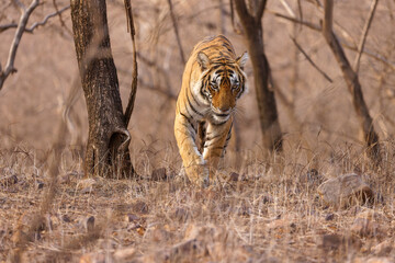 Königstiger im Ranthambhore Nationalpark, Indien