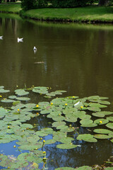 a pond with water lilies
