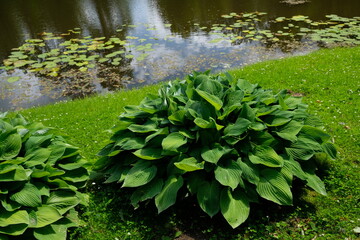 a bush with large green leaves near the lake