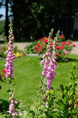 Obraz premium pink flowers close-up