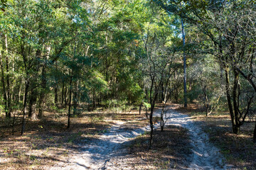 A horse trail in the Ocala forest