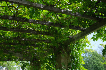 decorating an outdoor structure with a green climbing plant