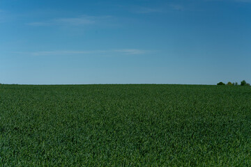 A wide panorama shot of a lush green field under a clear blue sky. The image captures the tranquility of the countryside and the natural beauty