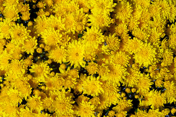 Yellow chrysanthemums in full bloom &mdash; floral background
