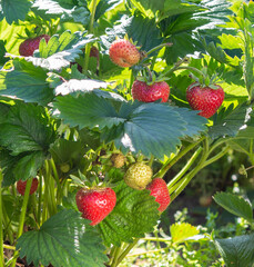 Strawberry plant. Staberry bushes.  .