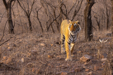 Königstiger im Ranthambhore Nationalpark, Indien