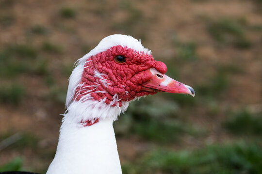 Muscovy duck head close up showing red caruncle