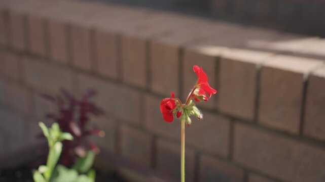 single red geranium rises on slender stem beside brick wall planter, sunlight highlights petals while soft breeze moves bloom, shallow depth creates gentle bokeh with fresh spring growth