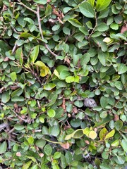 Wild Lavender Bush Close-Up: Detailed view of purple lavender flowers blooming on a wild shrub in nature.