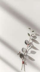 Minimalist botanical composition with eucalyptus branch casting shadows on white background nature inspired design with red berries aesthetic winter decor