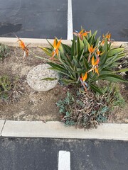Urban Curb Landscaping: Bird of Paradise flower and ground cover growing near a cobblestone parking curb.