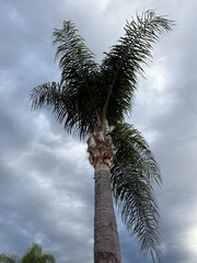 Tropical Palm View From Below: Looking up at green palm fronds against a cloudy sky with soft light.