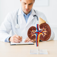 Kidney Anatomy Model in Medical Consultation with Doctor, Clinical Discussion Using Urinary System Anatomical Model