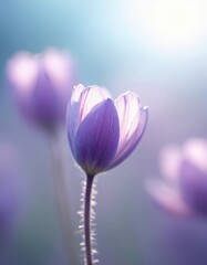 Fototapeta premium Purple pasque flower blooms in spring meadow with gentle light. Wild anemone with hairy stem and delicate petals glows in morning sun. Beautiful blossom on soft dreamy blue and violet background.