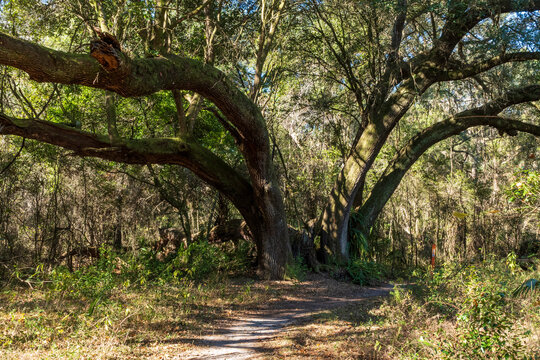 A beautiful big tree in the Ocala forest