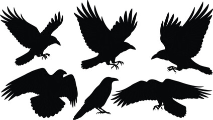 Set of raven and crow black silhouettes, large birds flying and perched, wings spread, detailed vector illustration, gothic, dark, mystical, and wildlife graphic design elements.