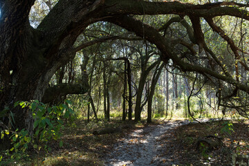 A giant tree over a horse trail in the Ocala forest