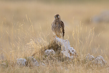 Common Kestrel (Falco tinnunculus) Perched on a Rock in Dry Grassland