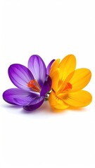 Fototapeta premium Spring crocus flowers