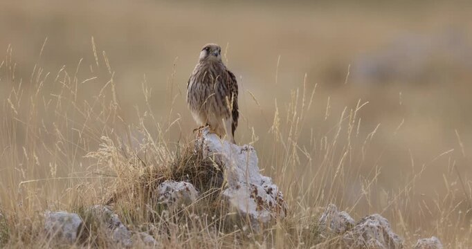 Common Kestrel (Falco tinnunculus) Perched on a Rock in Dry Grassland