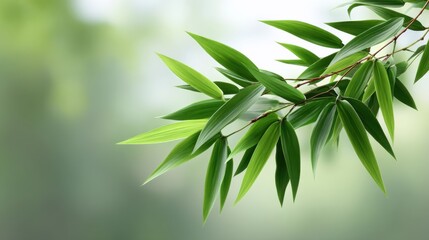 Obraz premium Fresh Green Bamboo Leaves on Branch with Soft Background, Natural Serenity and Calmness Captured in Lush Botanical Scene, Nature's Beauty and Tranquility