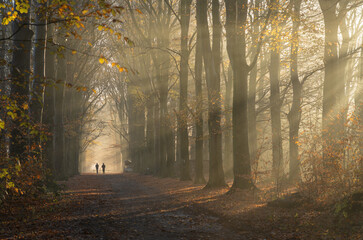 Naklejka premium People running in a lane in the forrest on a beautiful, autumn morning.