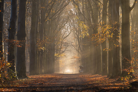 Sun rays shining through the trees in the forrest on an autumn morning.