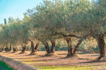 Beautiful olive trees in the field at sunset.