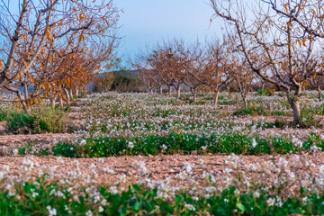 Field with green grass with small white flowers on a winter day