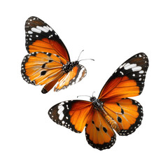 Naklejka premium Colorful orange butterflies in mid-flight against a plain background, showcasing their delicate wings and vibrant patterns in a natural setting