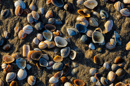 colorful shells on the beach