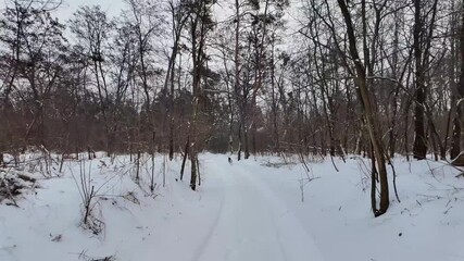 A joyful dog runs and plays in a winter forest, splashing through soft snow amidst tall trees and a serene landscape.