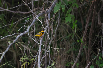 The yellow bird on Build nest from dry stick hay in nature