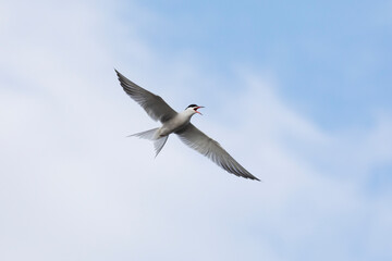 A Whiskered Tern in flight over water, looking for prey.