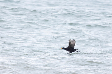 A Eurasian coot bird runs on water