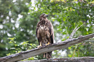 White-tailed eagle sits on a tree close up